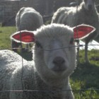 Les moutons de Gérard